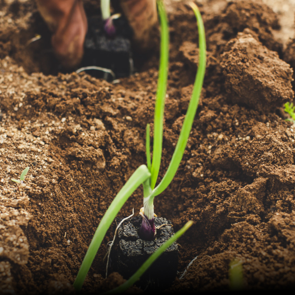 A plant growing in soil